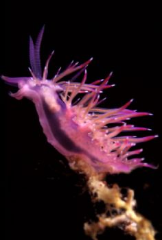 Flabellina affinis - Mar mediterraneo - Italy - Isola di ... by Mauro Serafini 
